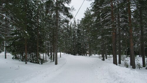 Rovaniemi Spazierweg auf den Ounasvaara