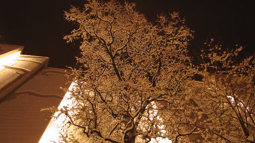 Stokmarknes – Skjervøy Verschneiter Baum vor der Ishavskatedralen