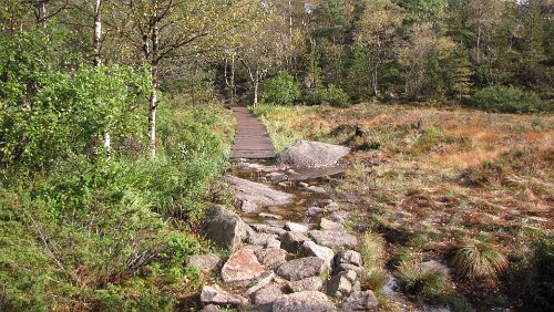 Preikestolen Ein flacher Part mit Holzbohlen, damit man nicht im Morast versinkt
