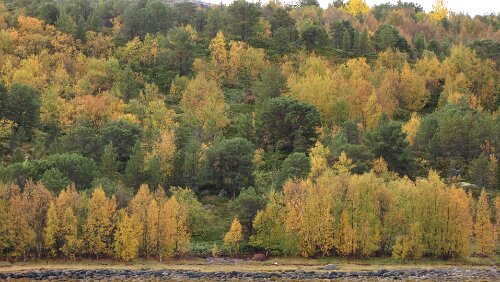 Bognes – Tromsø – Hurtigrute MS Nordkapp Ufer von Bognes