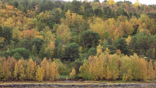 Bognes – Tromsø – Hurtigrute MS Nordkapp Ufer von Bognes
