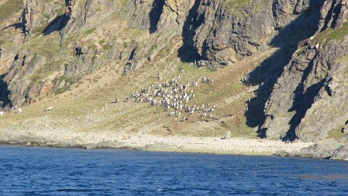 Honningsvåg – Skarsvåg – Nordkapp Rentiere weiden auf der Insel Magerøya