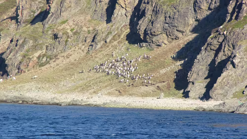 Honningsvåg – Skarsvåg – Nordkapp Rentiere weiden auf der Insel Magerøya