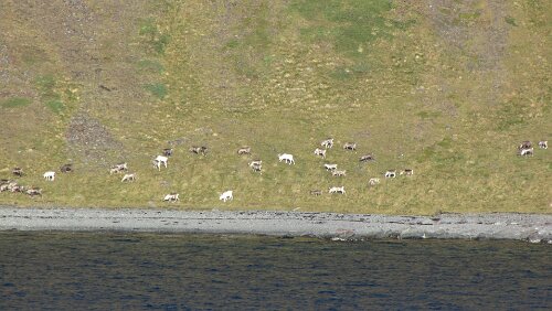 Honningsvåg – Skarsvåg – Nordkapp Rentiere weiden auf der Insel Magerøya