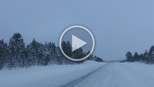 Koskullskulle – Tromsø Eine kleine Herde Rentiere nutzt die Straße und verkrümelt sich dann in den Wald