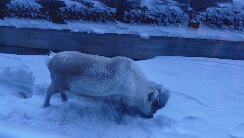 Longyearbyen Ein Rentier direkt hinter der Unterkunft
