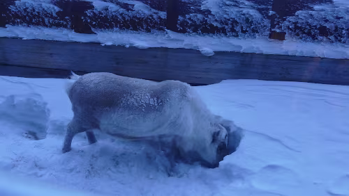Longyearbyen Ein Rentier direkt hinter der Unterkunft