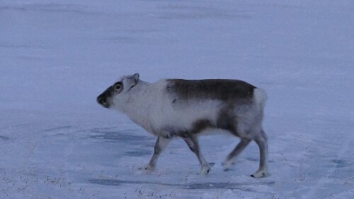 Longyearbyen Ein paar Rentiere tummeln sich am UNIS-Gebäude