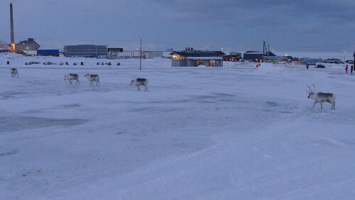 Longyearbyen Ein paar Rentiere tummeln sich am UNIS-Gebäude