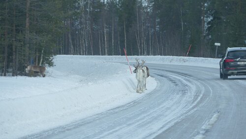 Östersund – Engan Rentiere tummeln sich auf und an der Straße