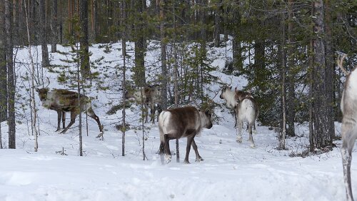 Östersund – Engan Rentiere tummeln sich auf und an der Straße