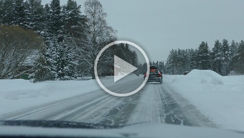Östersund – Fauske Rentiere treiben sich auf der Straße herum