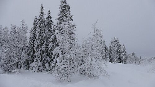 Östersund – Fauske An der Haltestelle Fiandberg