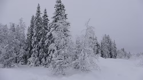 Östersund – Fauske An der Haltestelle Fiandberg