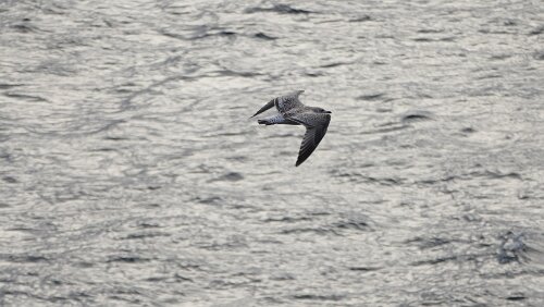 Trondheim – Bergen Ein paar Möwen begleiten das Schiff für ein paar Sekunden