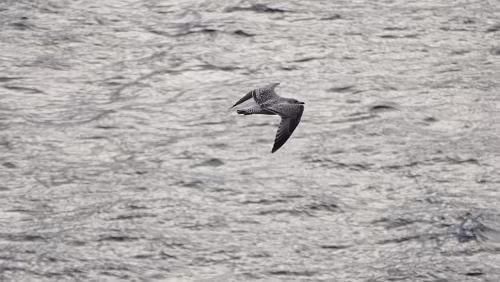 Trondheim – Bergen Ein paar Möwen begleiten das Schiff für ein paar Sekunden