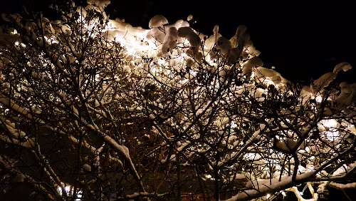 Malmö – Sunne Beleuchteter Baum am Hotell Frykenstrand