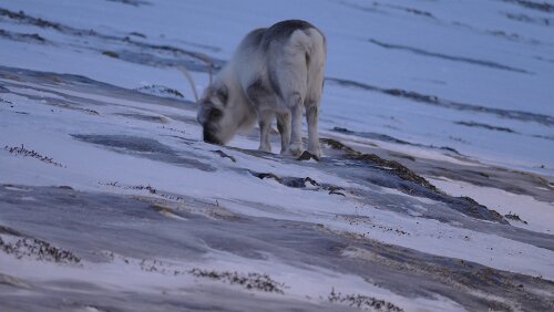 Longyearbyen Ein Rentier, obwohl es sich nicht hektisch bewegte, war es doch stetig in Bewegung und konnte nicht so gut abgelichtet werden.