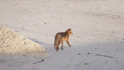 Hjørring – Vågsli Ein Fuchs läuft am Strand entlang