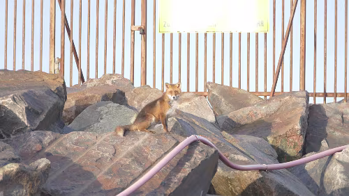 Hjørring – Vågsli Ein Fuchs läuft am Strand entlang