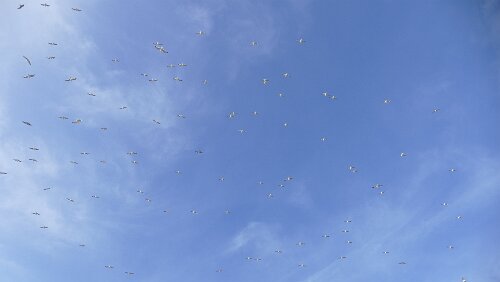 Hjørring – Vågsli Möwen ohne Ende