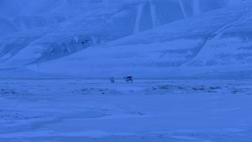 Longyearbyen Schon wieder auf der Rückfahrt. Eine kleine Gruppe von Rentieren.