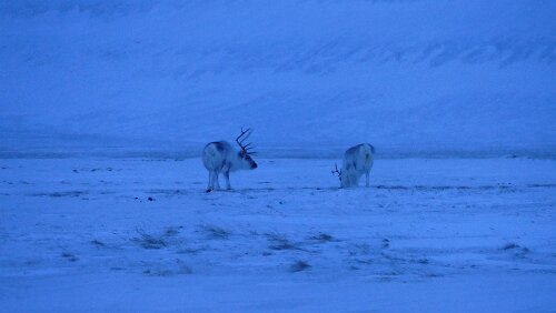 Longyearbyen Schon wieder auf der Rückfahrt. Eine kleine Gruppe von Rentieren.