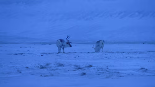 Longyearbyen Schon wieder auf der Rückfahrt. Eine kleine Gruppe von Rentieren.
