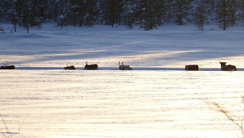 Tromsø – Vuollerim Eine Herde Rentiere schaut aus dem Schnee hervor