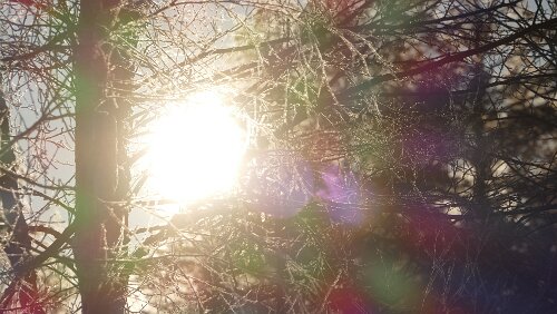 Vuollerim – Östersund Etwas Raureif auf den Bäumen