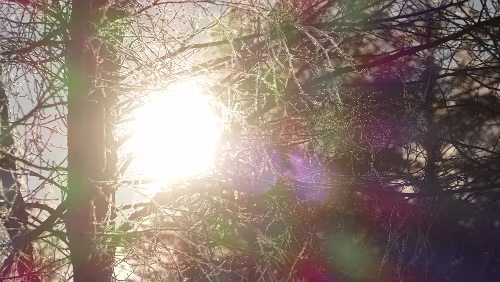 Vuollerim – Östersund Etwas Raureif auf den Bäumen