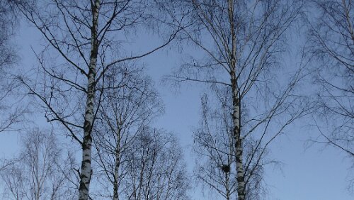 Malmö – Sunne So hohe Birken gibt es bei uns glaube ich gar nicht.