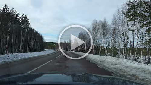 Sunne – Östersund Ein paar Rentiere tummeln sich ungeniert auf der Straße und lecken etwas Salz.