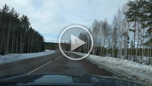 Sunne – Östersund Ein paar Rentiere tummeln sich ungeniert auf der Straße und lecken etwas Salz.