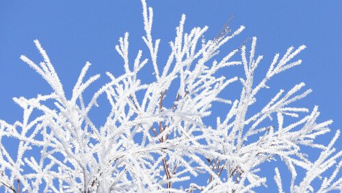 Mosjøen – Trondheim Schöner Reif auf den Bäumen.