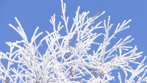 Mosjøen – Trondheim Schöner Reif auf den Bäumen.