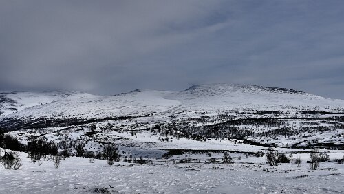 Trondheim – Hamar Im Dovrefjell-Sunndalsfjella-Nationalpark.