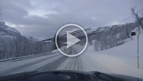 Vuollerim – Tromsø Ein Rentier läuft auf der Straße.