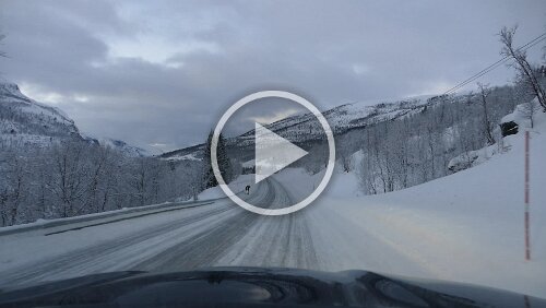 Vuollerim – Tromsø Ein Rentier läuft auf der Straße.