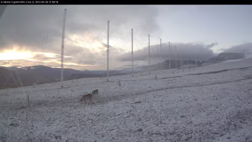 Schnee Der erste leichte Schneefall und ein paar Rentiere streifen herum.