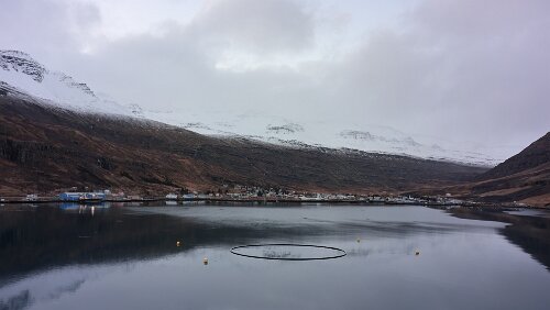 Seyðisfjörður Die Fähre läuft in den Hafen von Seyðisfjörður ein.