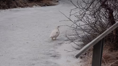 Dimmuborgir Ein Schneehuhn.