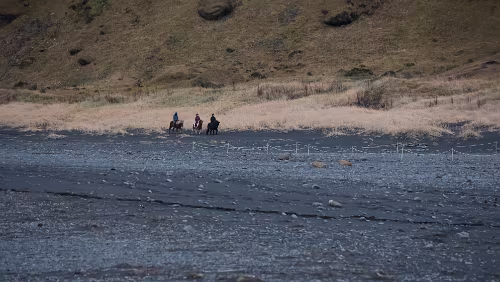 Vík í Mýrdal Da sind sie.