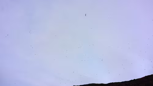 Vík í Mýrdal Vögel ohne Ende.