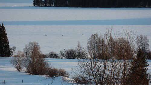 Östersund – Jokkmokk Sieht eher nach Rehen als nach Rentieren aus die da über den Ströms Vattudal marschieren.