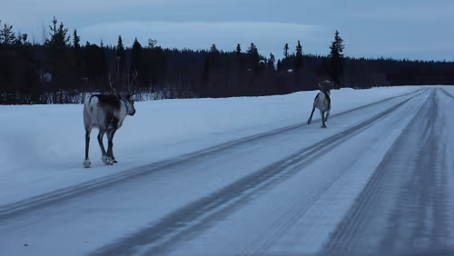 Jokkmokk – Tromsø Rentiere rennen auf der Straße.