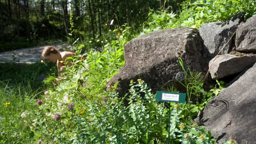 Ájtte Svenskt Fjäll- och Samemuseum Rosenrot i Fjällträdgården. Foto: Ájtte, Jan Gustavsson