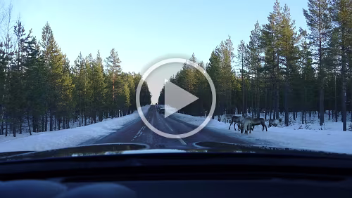 Sunne – Östersund Ein paar Rentiere am Straßenrand.