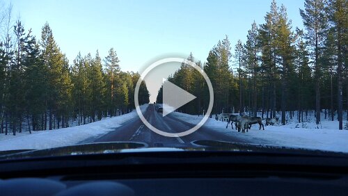 Sunne – Östersund Ein paar Rentiere am Straßenrand.