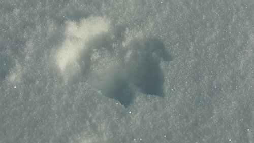 Trondheim – Lillehammer Hund, Wolf, was anderes?